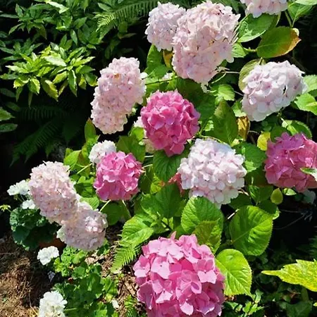 Pazo Casa Solariega De Cervantes Шале